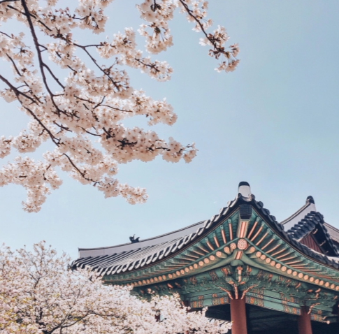  벚꽃 개화시기3