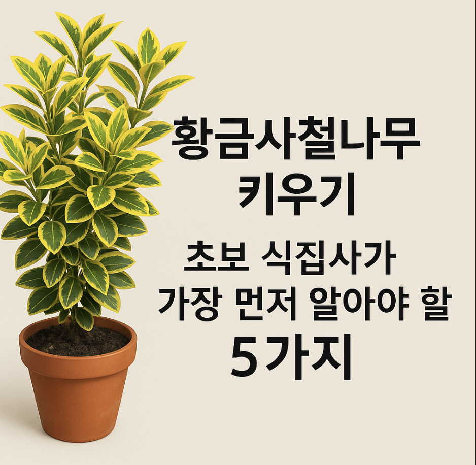 황금사철나무 키우기, 초보 식집사가 가장 먼저 알아야 할 5가지