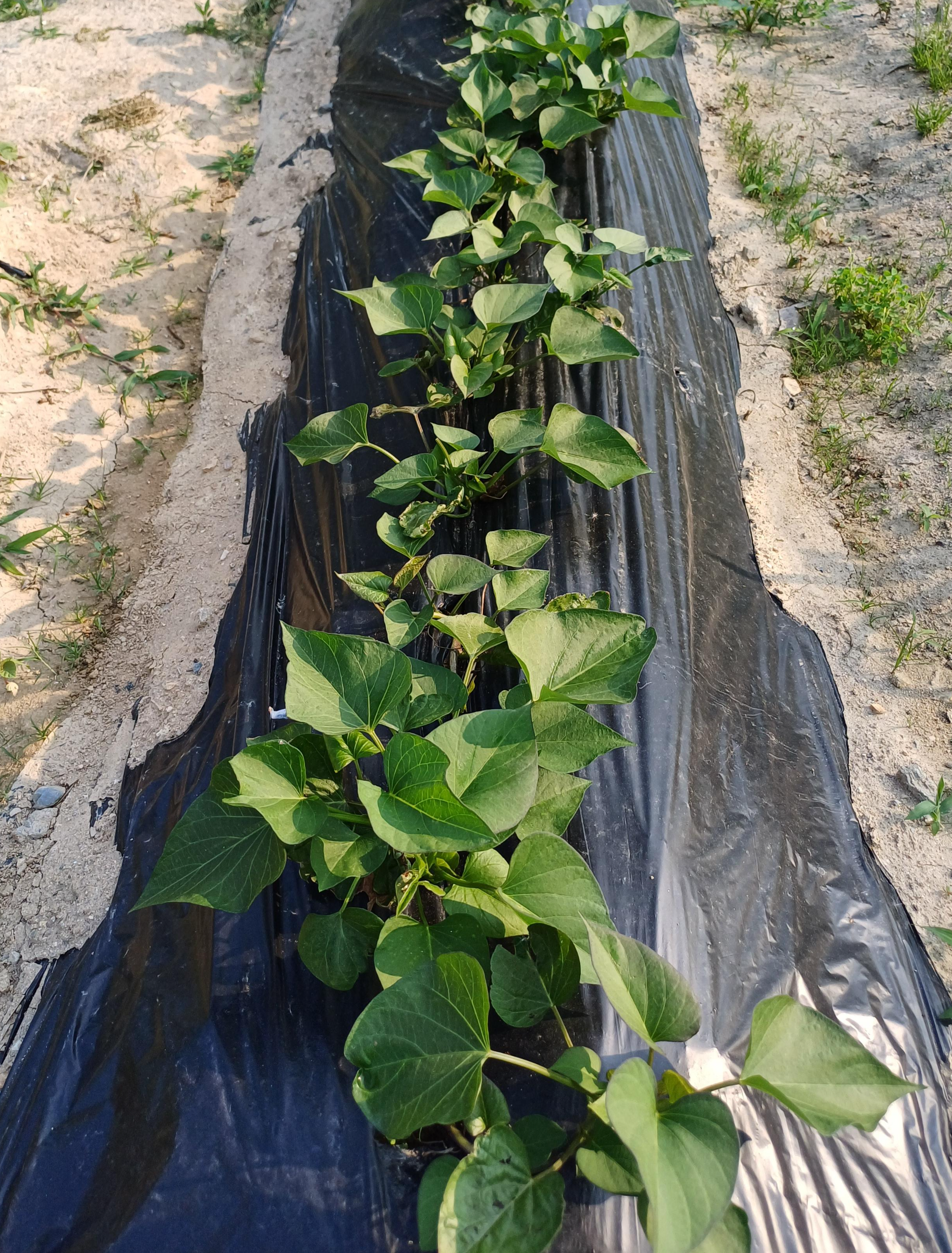 고구마 심는 시기와 방법 – 주말농장 초보자를 위한 재배 가이드