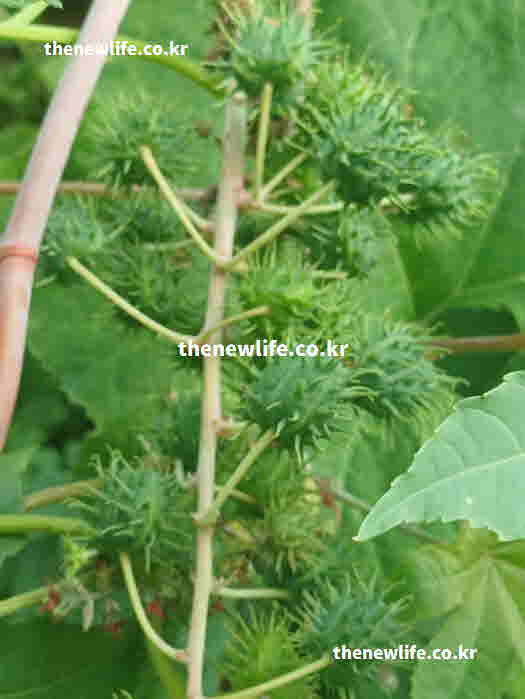 아주까리기름 효능 모발 성장