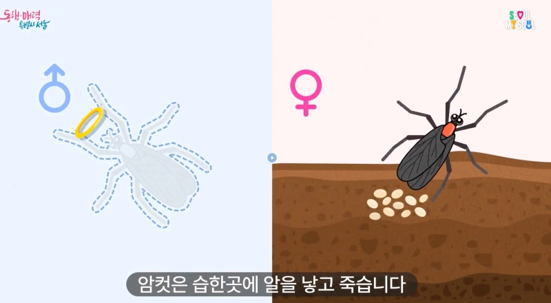 러브버그 익충 이유