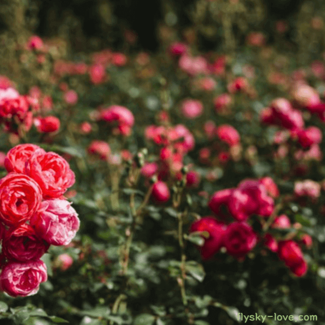 로즈, 로즈 오일 (Rose Oil)
