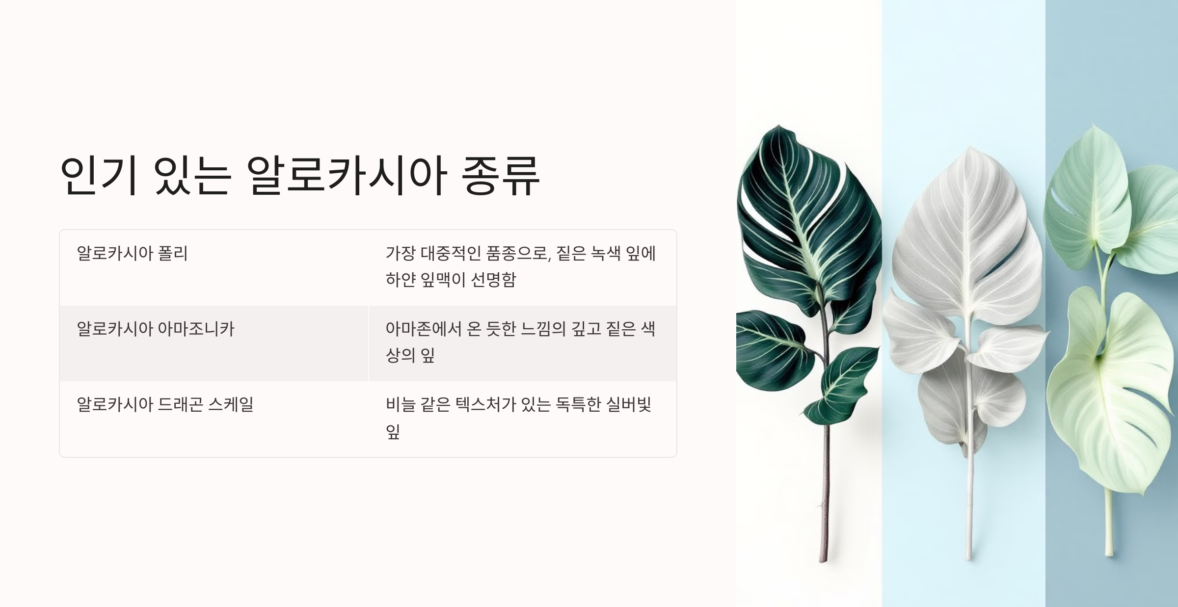 알로카시아 사진