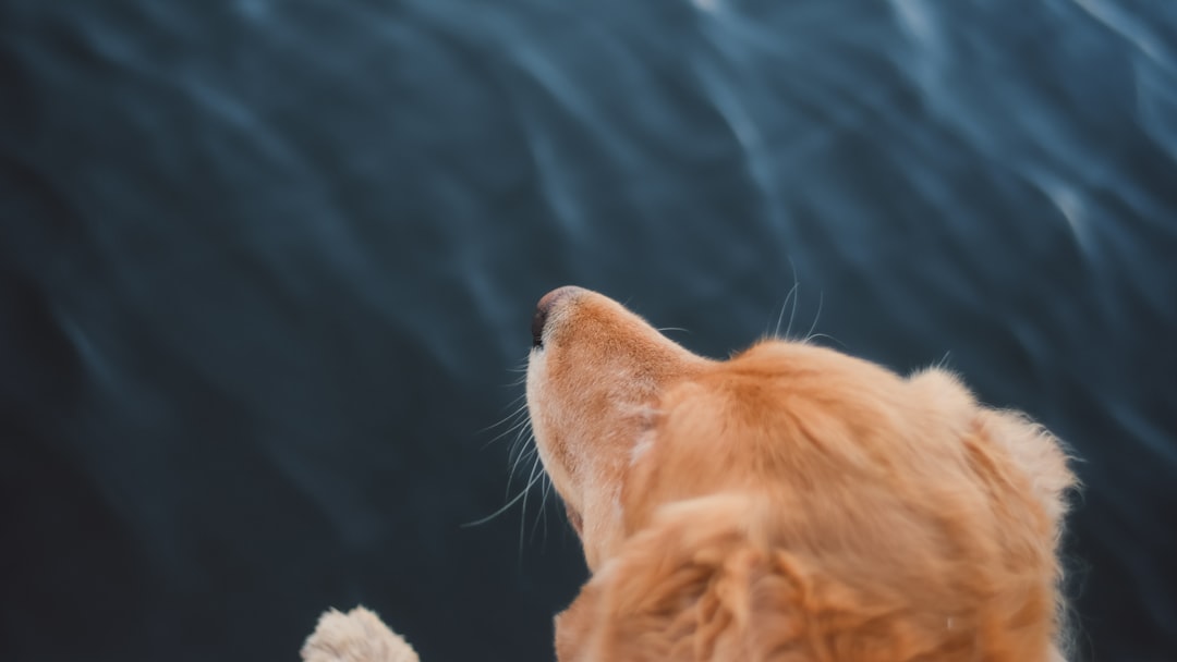Companion