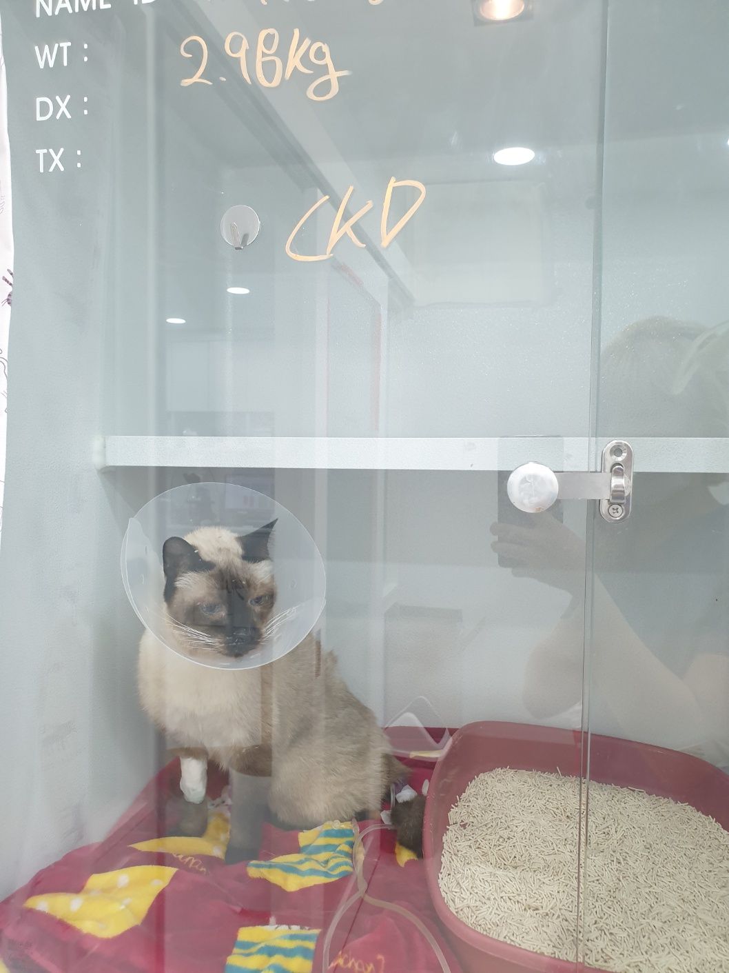 고양이 신부전2