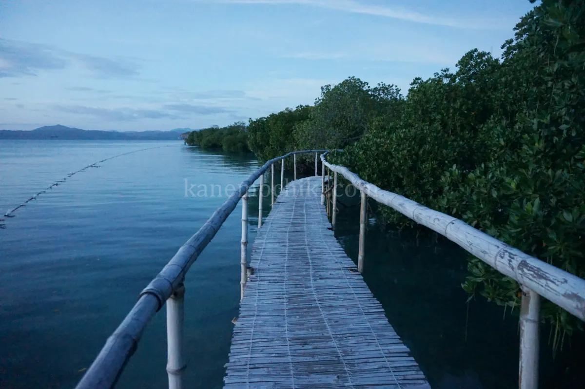도스팔마스리조트-맹그로브숲-여행
