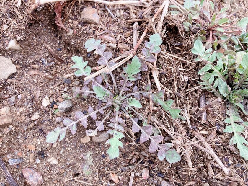 노지냉이 구별법