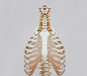 오른쪽 갈비뼈 아래 통증 원인 대처법