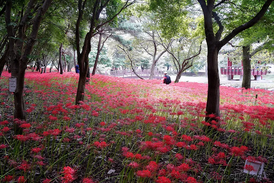 영광-불갑사-상사화-축제