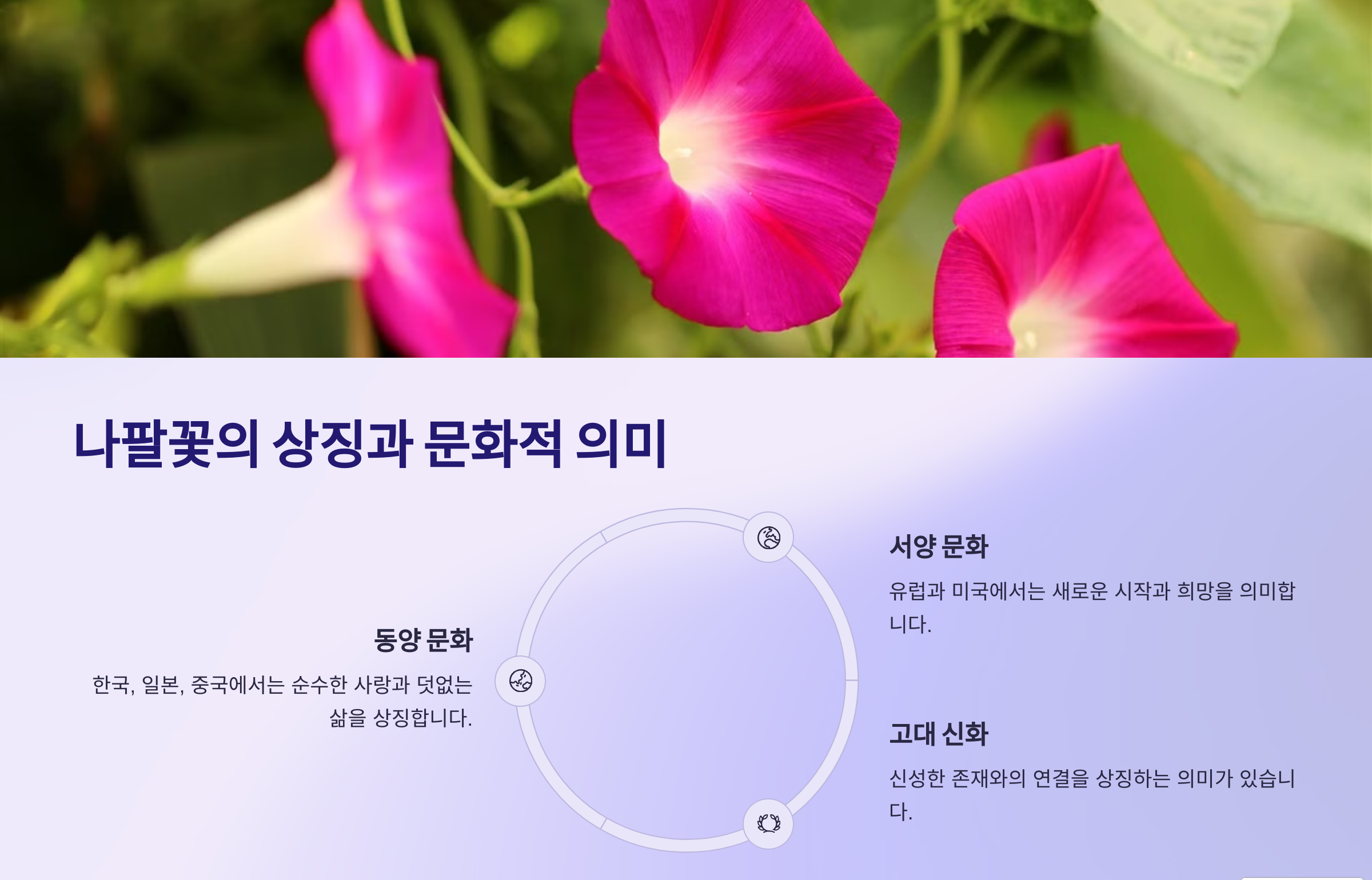 나팔꽃 사진