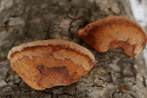 상황버섯 효능10