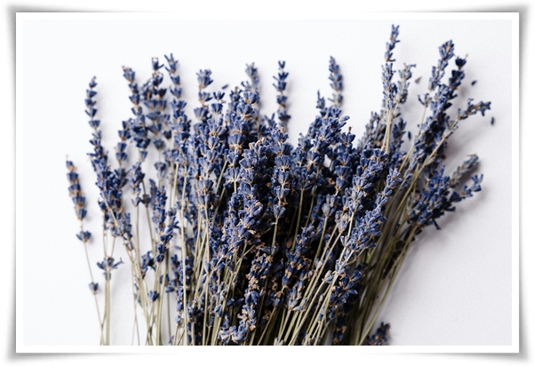 "라벤더" 향긋한 보랏빛 유혹, 자연이 선물하는 힐링과 영감의 향기!