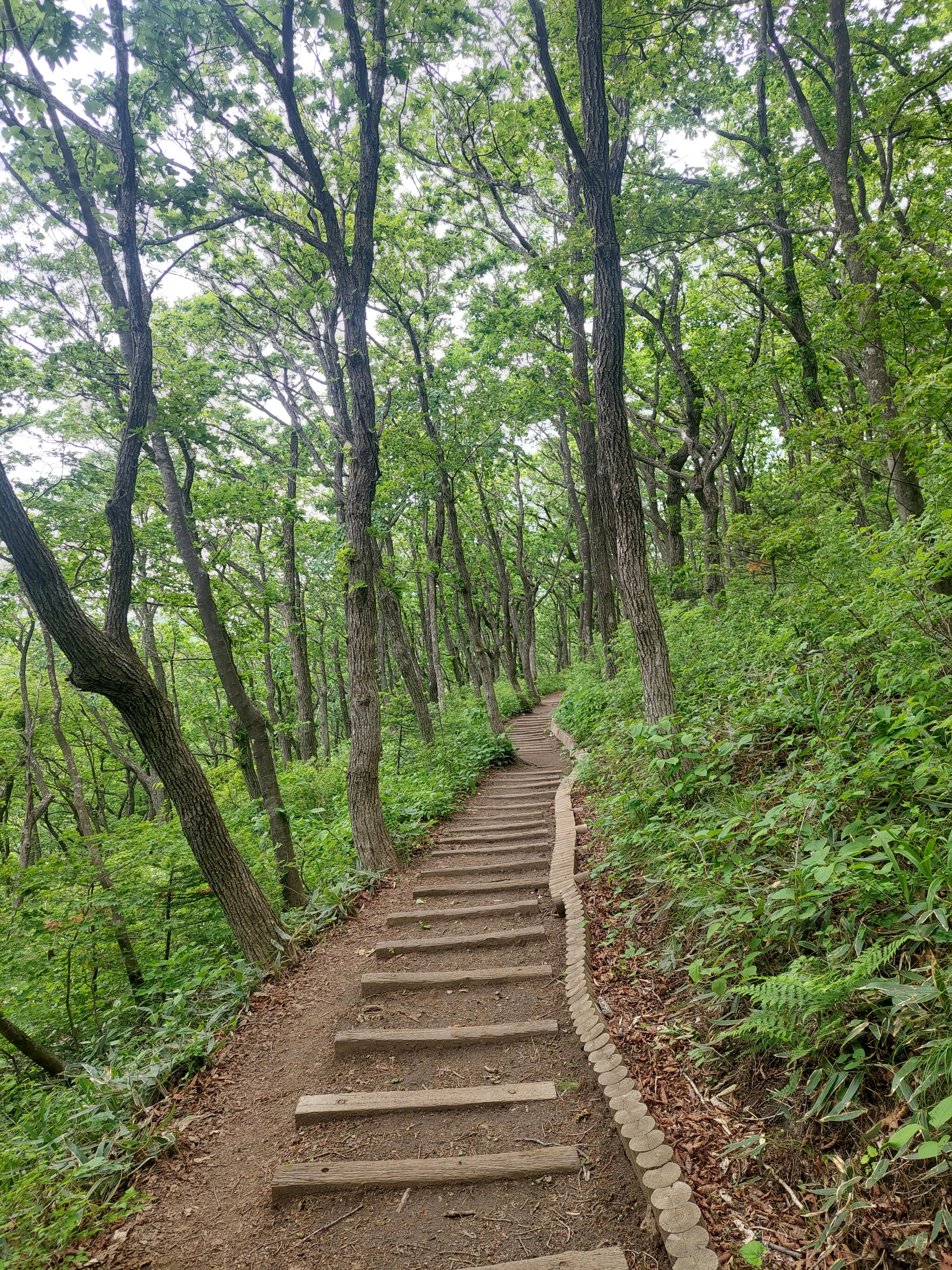 선자령