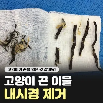 고양이 이물질 사고, 이물질 삼켰을 때, 이물질 구토 대처_29