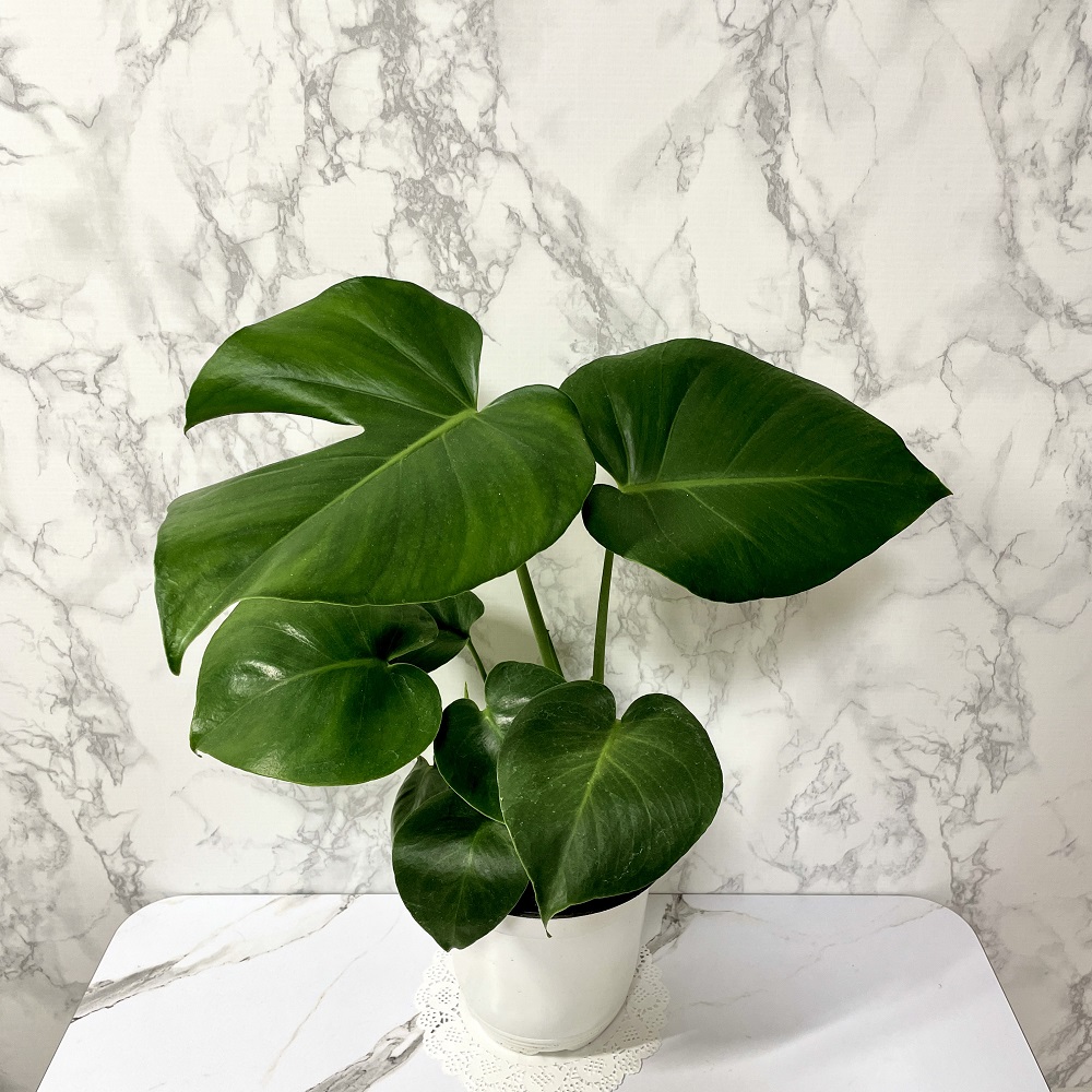 몬스테라 키우기 물주기 수경재배 분갈이 가지치기