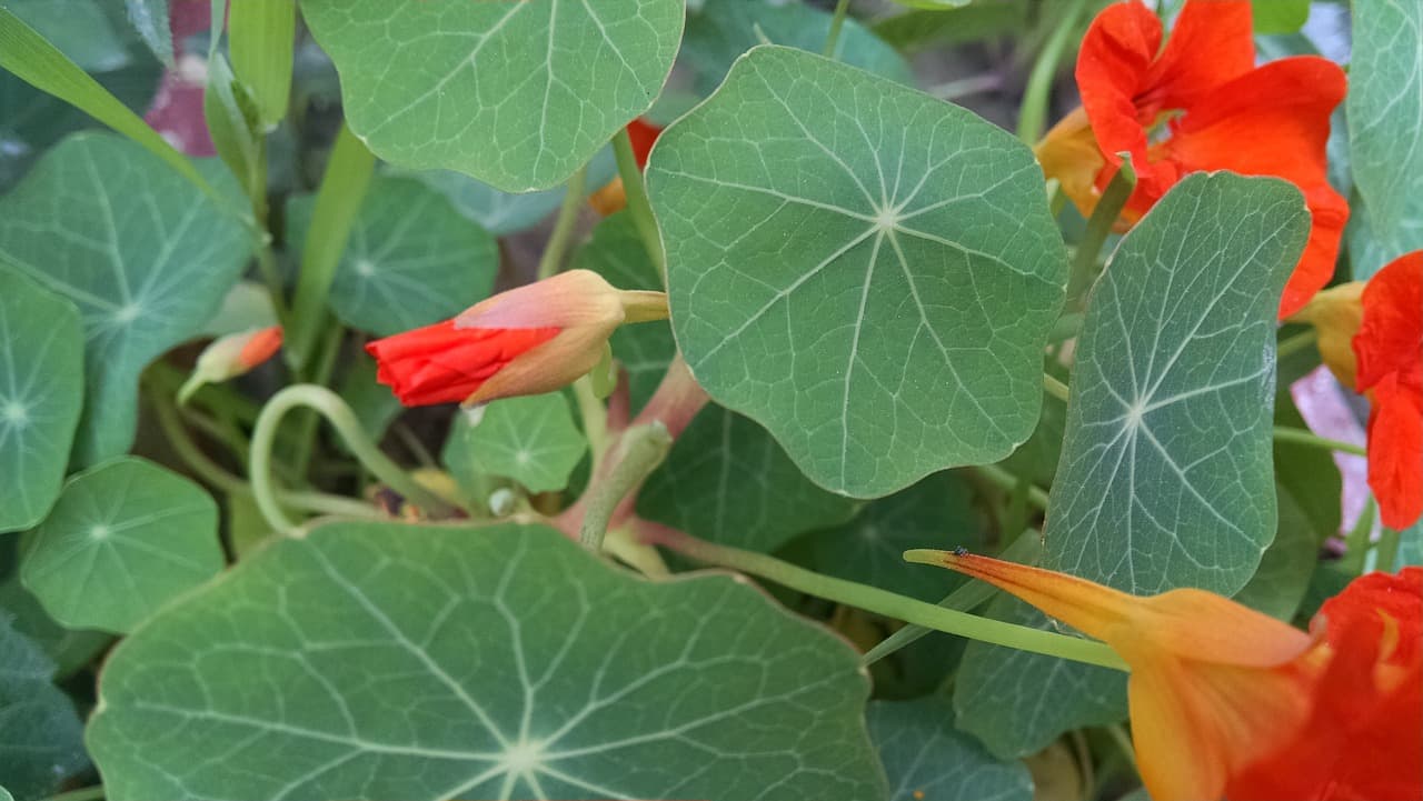 신비로운 형광을 내는 희귀식물의 생물학적 특징