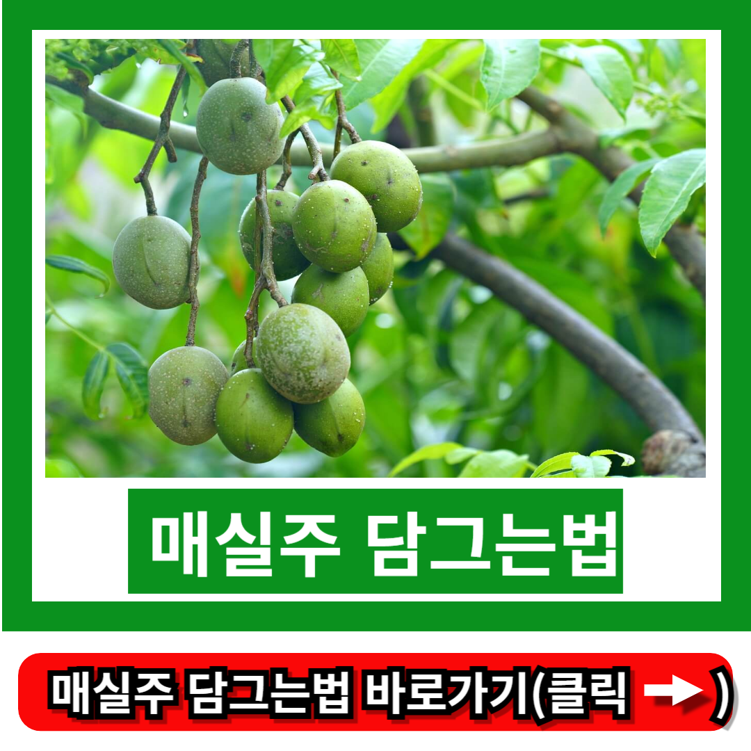 매실주 담그는법