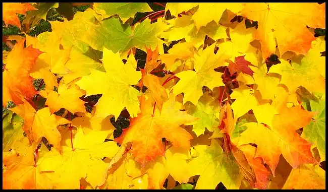 2024년 내장산 단풍절정시기