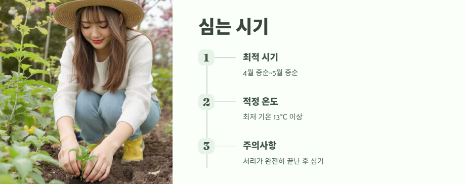 방울토마토 키우기 완벽 정리 3