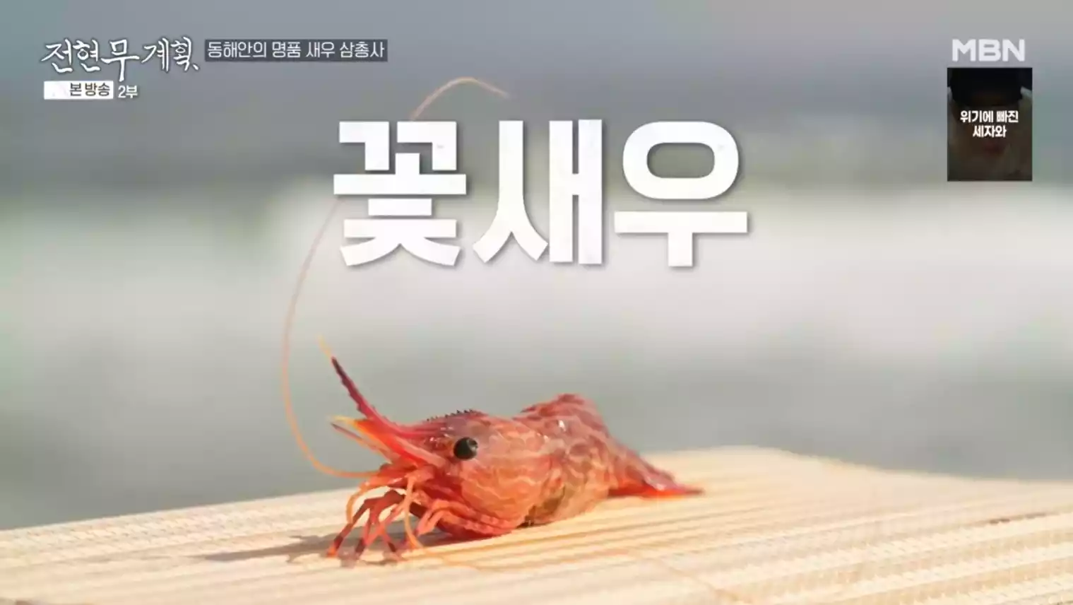 꽃새우