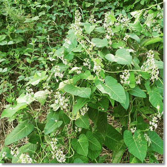 박주가리 먹는 법, 꽃 핀 박주가리