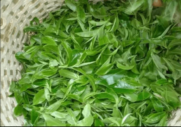 녹차 잎을 담아 둔 바구니