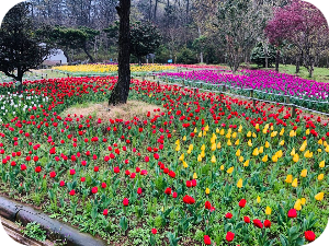 하늘빛수목정원 봄꽃 &amp; 튤립축제 이미지 출처: 하늘빛 수목정원 홈페이지