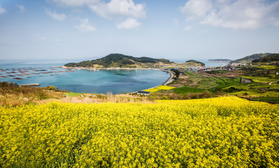 완도군 청산도 유채꽃
