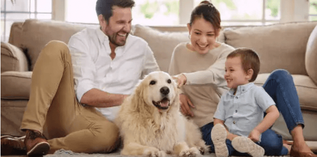 펫 아로마 테라피 모든것! 반려동물과 함께라면 꼭 참고하세요