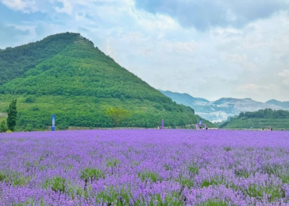 무릉별유천지 라벤더정원