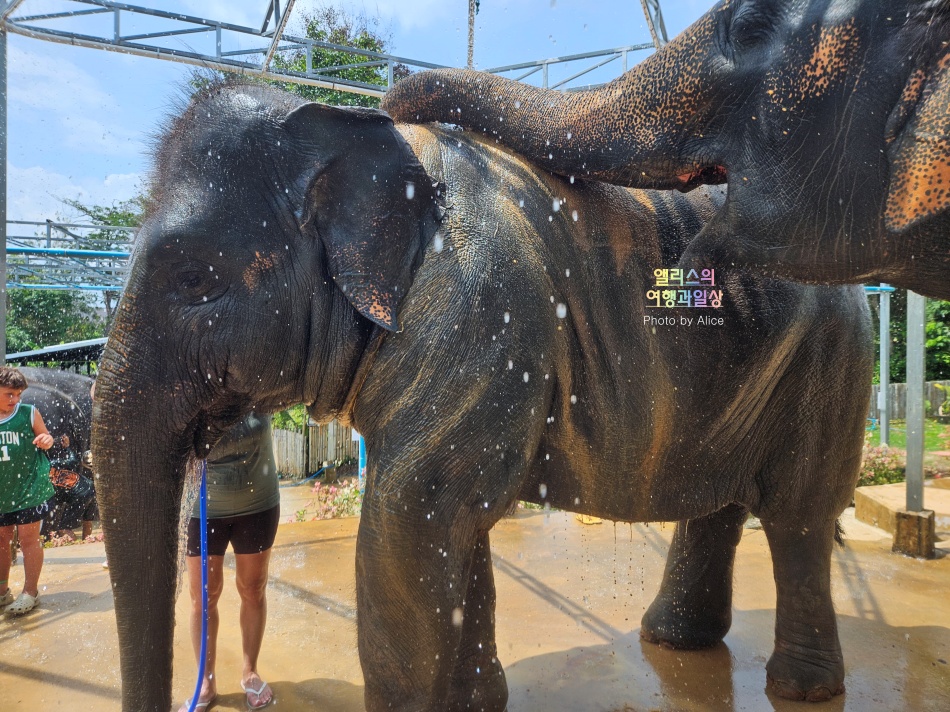 푸켓 가볼만한곳, 엘리펀트 정글 생츄어리 코끼리 샤워시키기 밥주기 후기