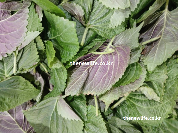 자색 깻잎 효능 루테올린 성분 함유 실물 사진