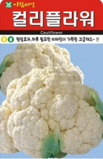 컬리플라워 재배 정식 후 관수 방풍 대책 영양 관리_6