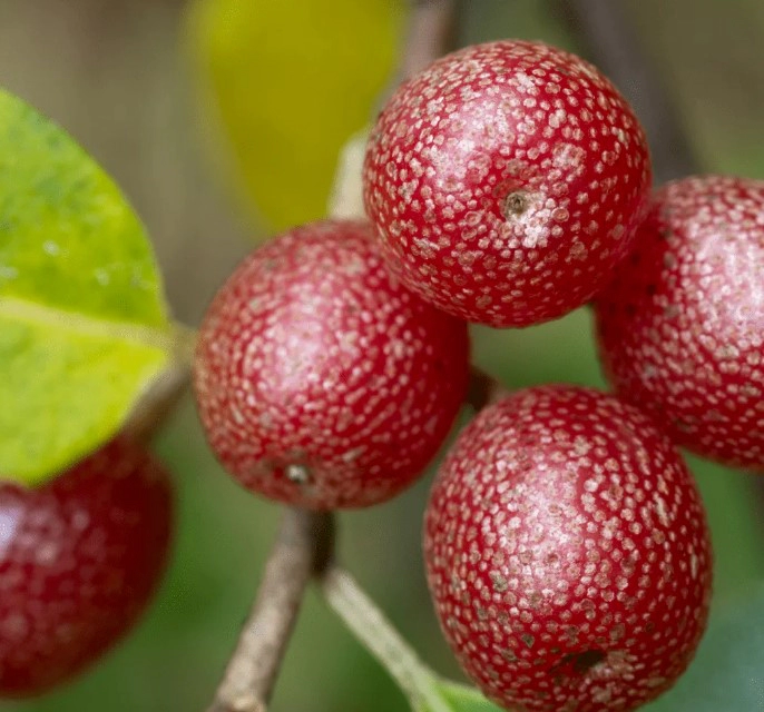 보리수열매 효능 4가지