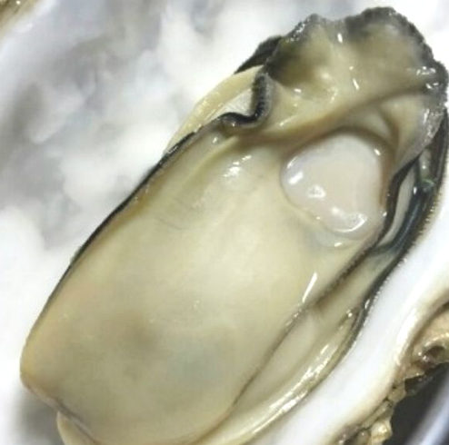 인어교주해적단