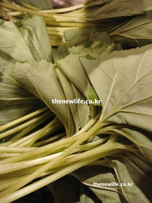 머위 효능 간 기능 개선 콜린