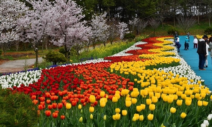 태안-튤립축제