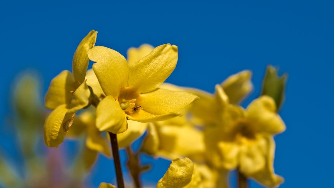 Forsythia