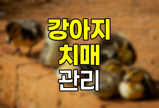 강아지 치매 증상과 관리법