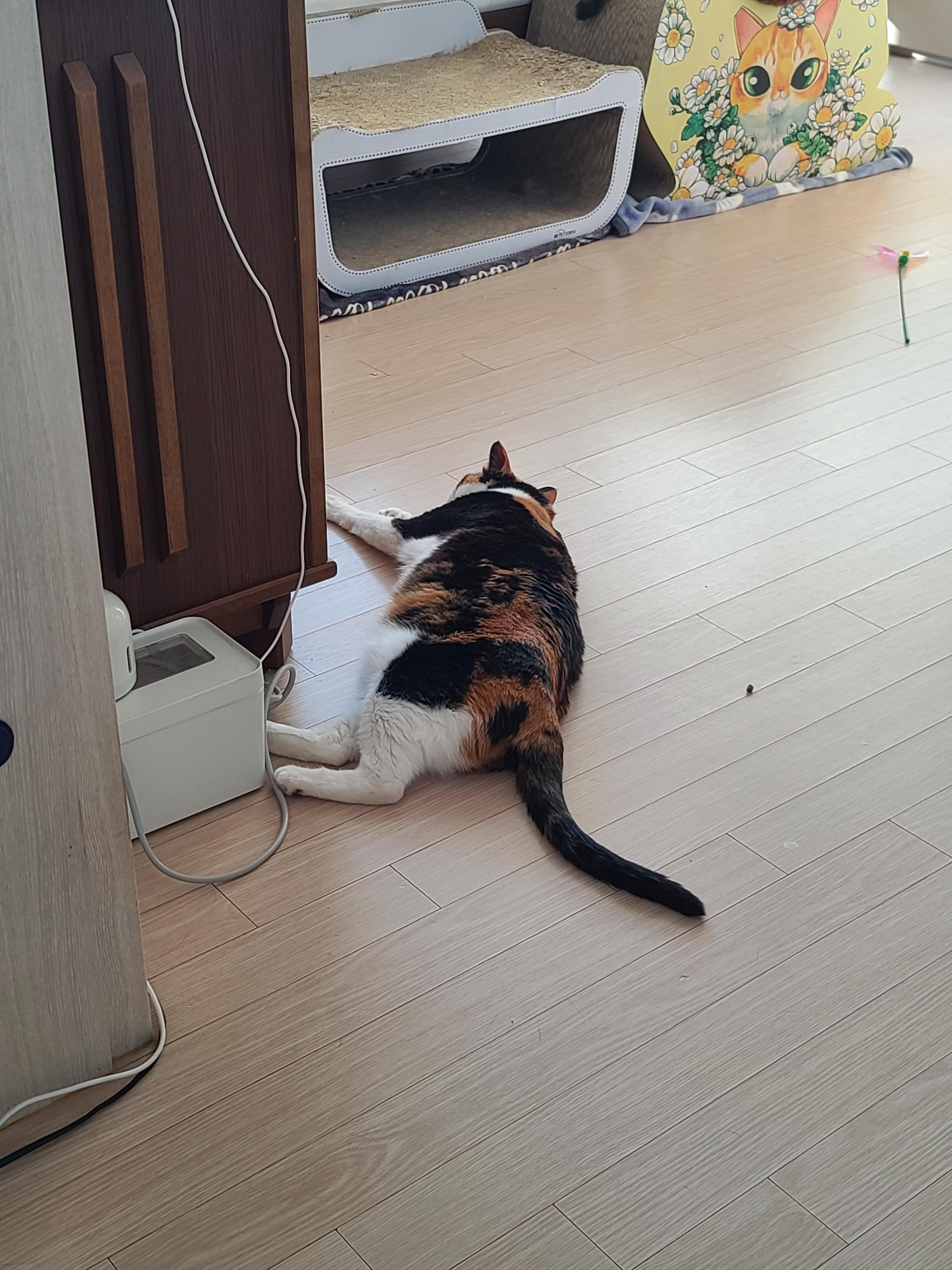 엄마를 깜짝 놀라게 한 다다. 그 이유는? (feat.다다가 좋아하는 것들)