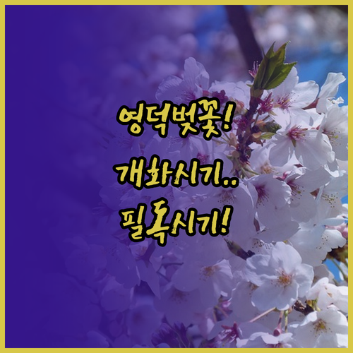 2026 영덕 벚꽃 나들이를 위한 장..