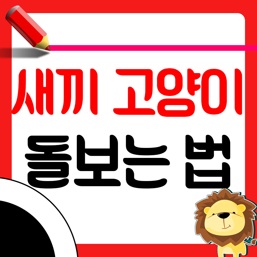 새끼 고양이 눈뜨는 시기 잘 알아야 케어하지1
