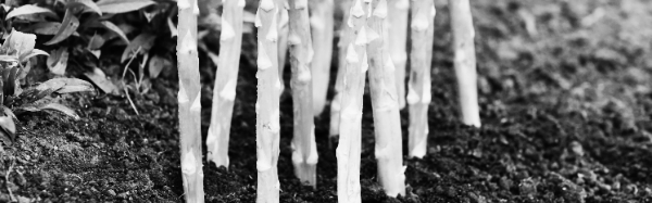 아스파라거스 재배방법: 햇빛, 온도