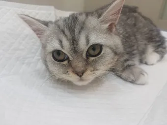 &amp;quot;고양이