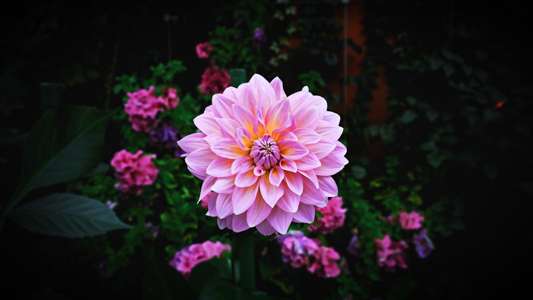 Blossom