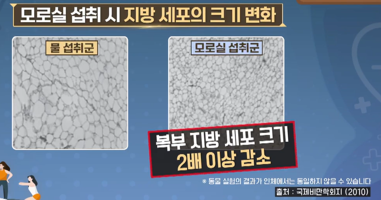 모로실 효능
