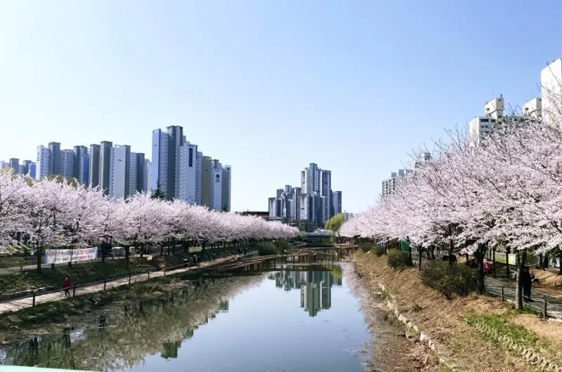 굴포천 벚꽃