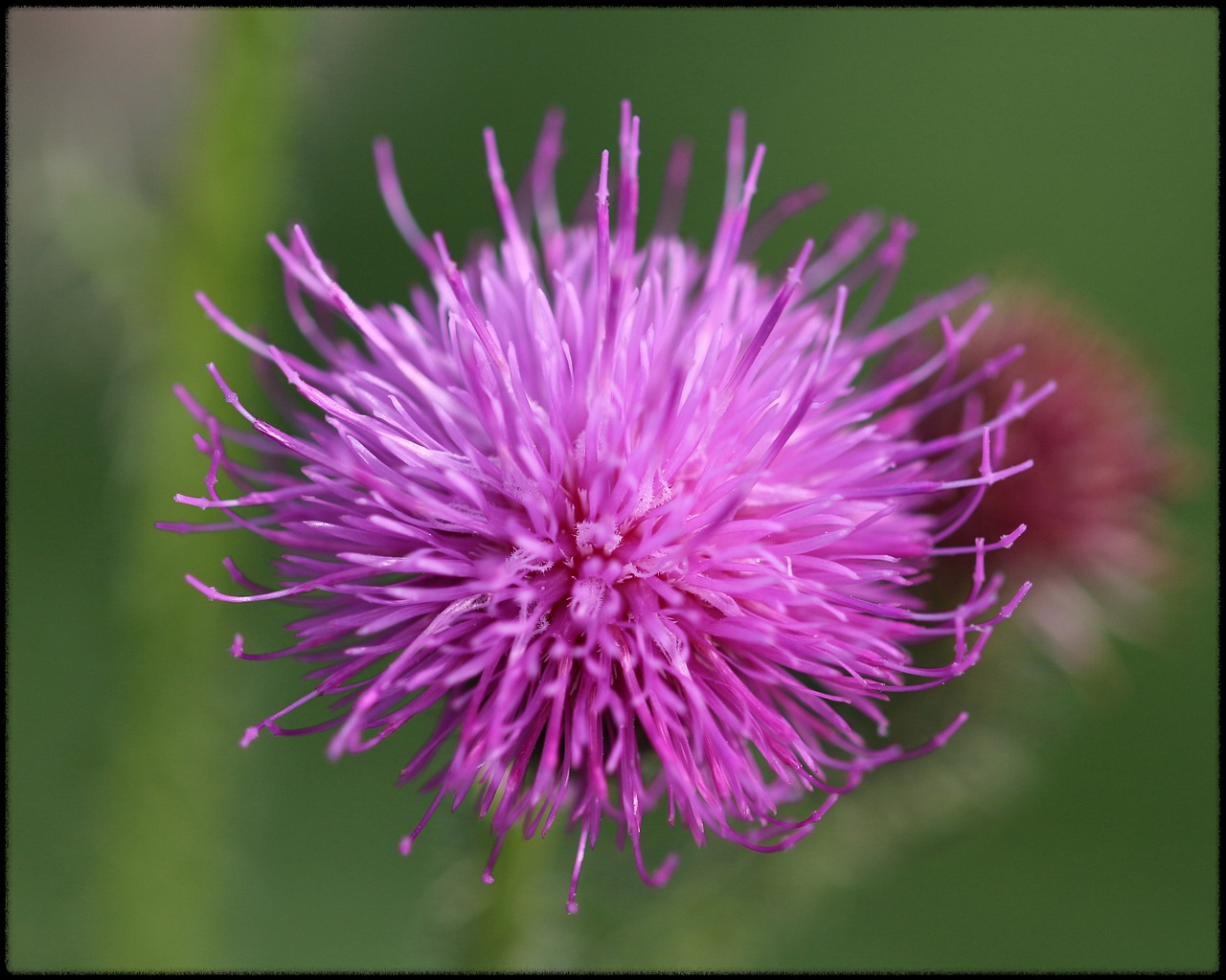 밀크씨슬 이미지1