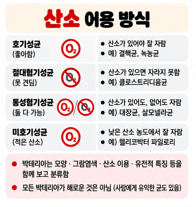 호기성균 절대혐기성균 통성혐기성균 미호기성균을 산소 이용 방식에 따라 나눠 보여주는 카드