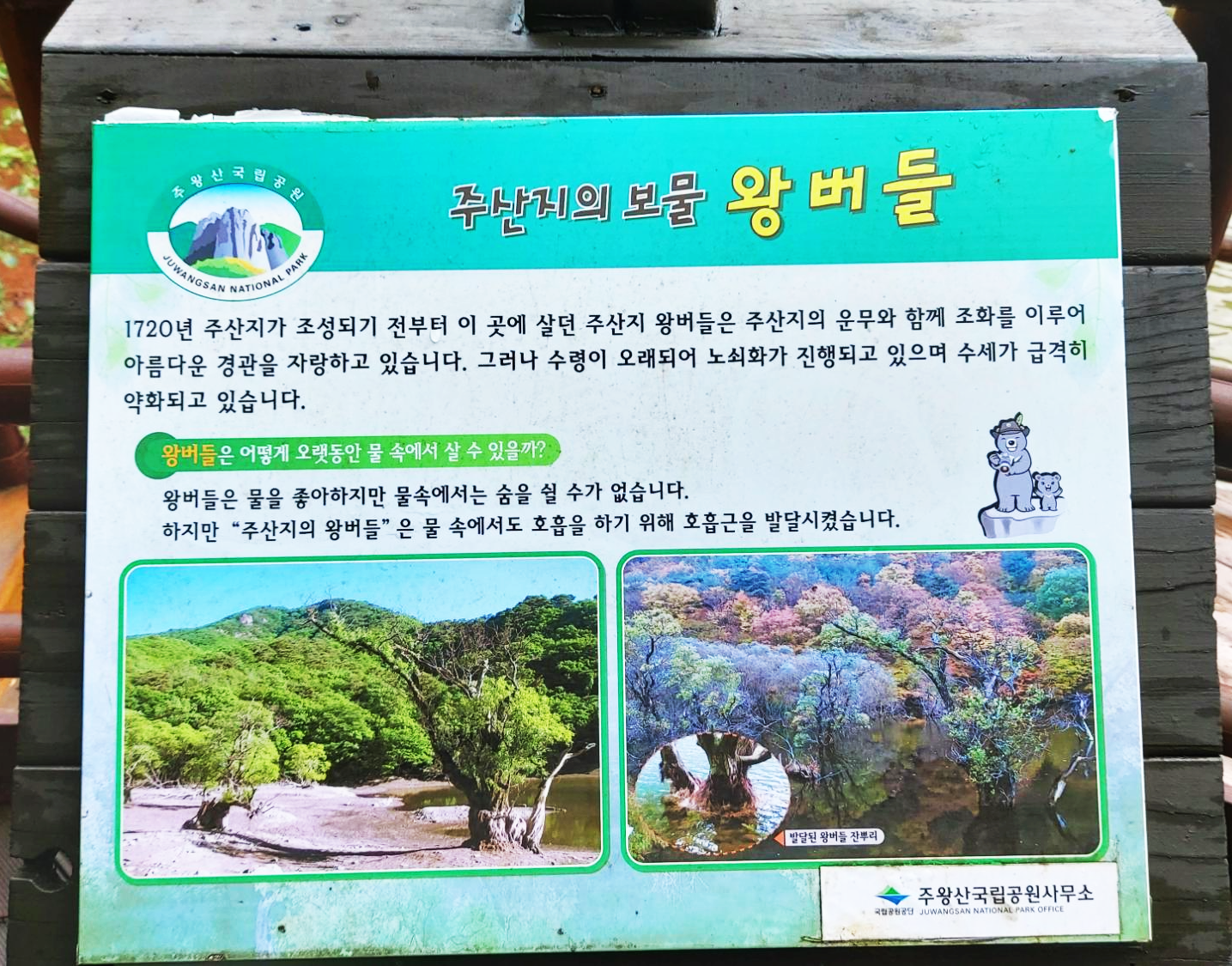 경북 청송군 주산지 왕버들 안내판